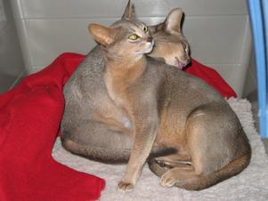 Blue Abyssinians