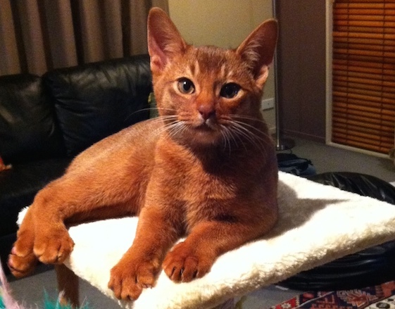 Chocolate Abyssinian