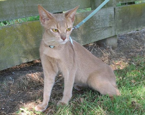 Lilac Abyssinian