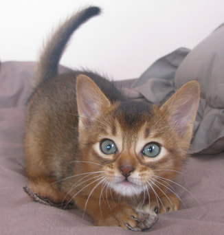 Tawny abyssinian kitten